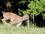 © Zoo Karlsruhe, Timo Deibel