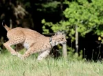 © Zoo Karlsruhe, Timo Deibel